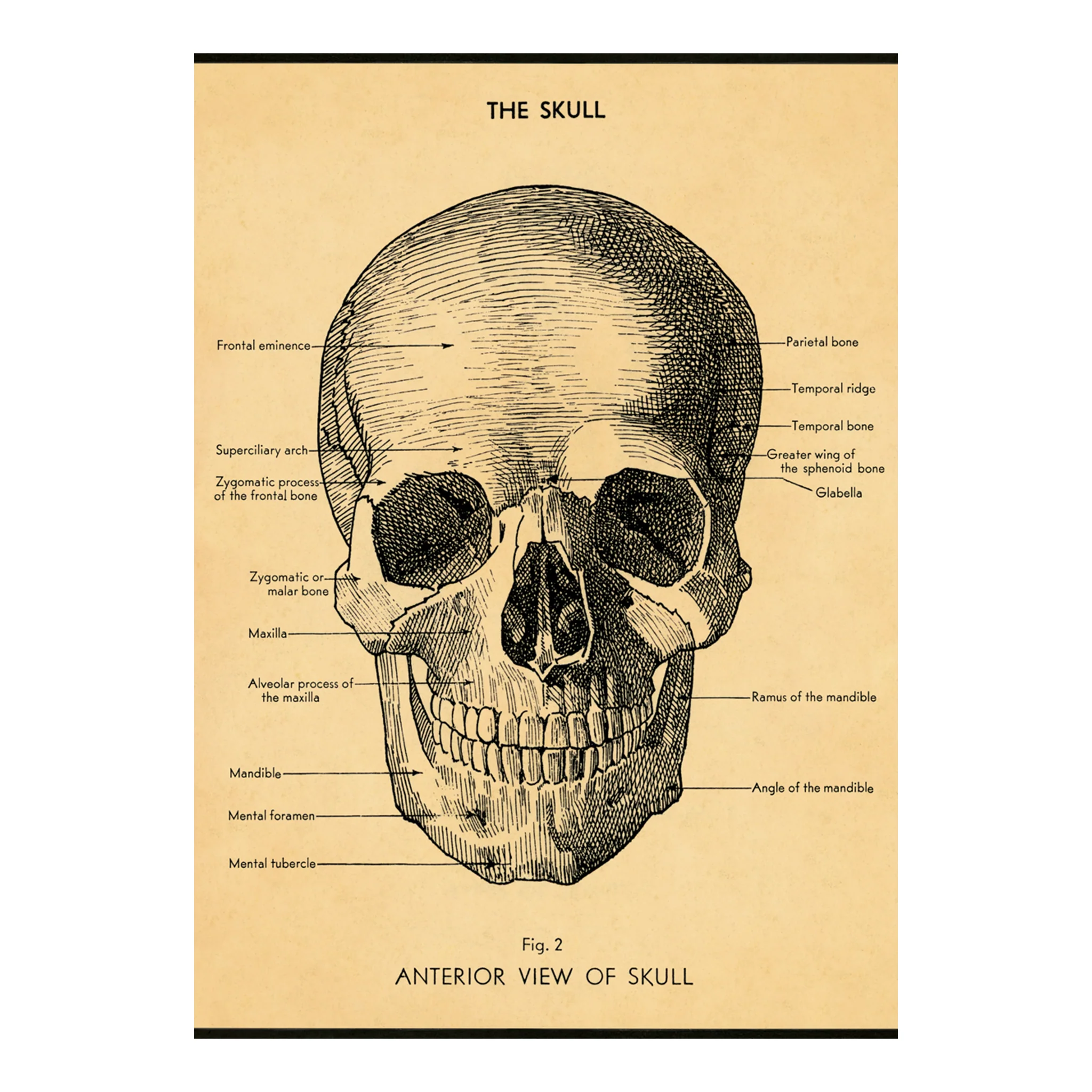 Cavallini Wrap Sheet 20" x 28" - The Skull